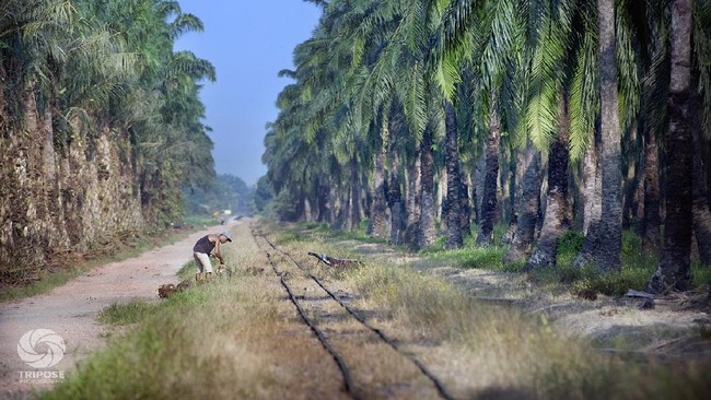 Terkait program replanting, banyak petani di Bangka Belitung yang ingin menggantikan sawit-sawitnya yang sudah tidak produktif.