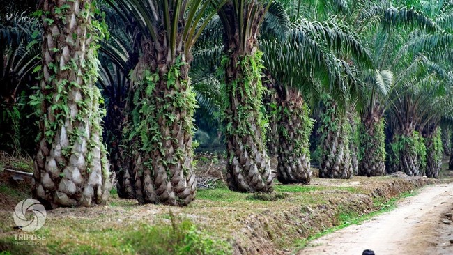 Selain mengurangi deforestasi, program peremajaan sawit rakyat oleh BPDPKS ini juga bertujuan meningkatkan produktivitas perkebunan rakyat.