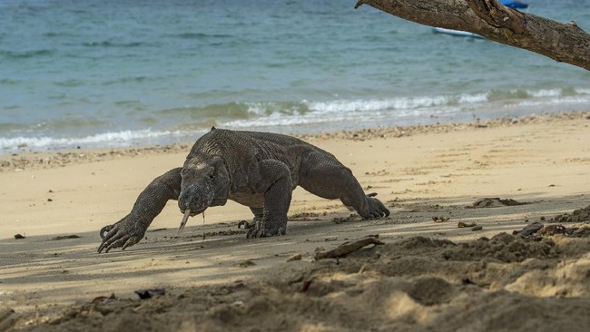 UNESCO mengkritik RI soal rencana Taman Nasional Komodo NTT hingga ekstremis Hindu India hancurkan patung Yesus, berikut kilas internasional pagi ini.
