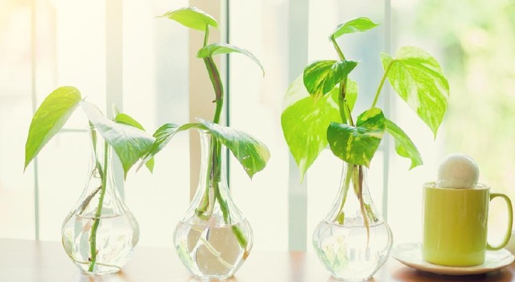 COLEUS DAN PHILODENDRON Tidak hanya dapat tumbuh di tanah, ada jenis tanaman hias yang dapat tumbuh di air lho, Bunda. Simak selengkapnya di sini, yuk.