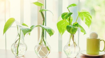 COLEUS DAN PHILODENDRON