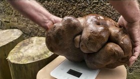 Warga Selandia Baru Tak Sengaja Tanam Kentang Raksasa 7,9 Kg