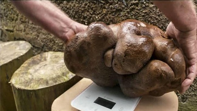Kentang seberat 7,9 kg ini dinamai 'Doug' dan kemungkinan bakal jadi kentang terberat di dunia. 
