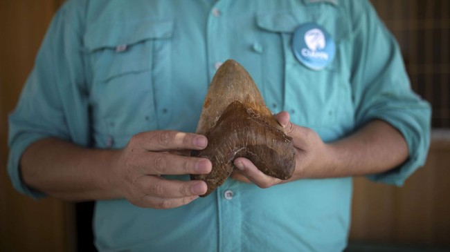 Sebanyak 750 fosil gigi hiu ditemukan di sekitar Kepulauan Keeling, Australia. Beberapa fosil diduga berasal dari leluhur Megalodon.