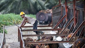 BPDPKS Sebut Replanting Sawit Kerek Kesejahteraan Petani Babel
