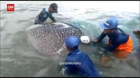 Video: Warga Banyuwangi Bebaskan Hiu Tutul Terjerat Jaring Nelayan