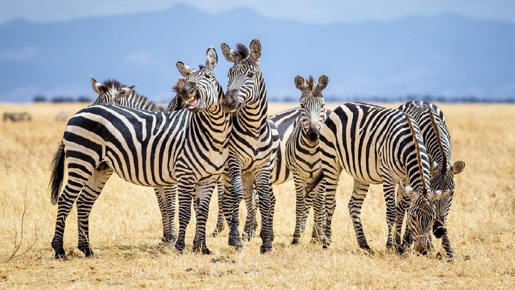Zebra