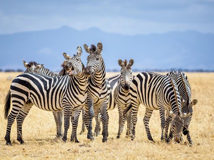 4 Alasan Zebra Tak Bisa Ditunggangi & Pelihara, Bisa Jawab Pertanyaan Si Kecil Bun