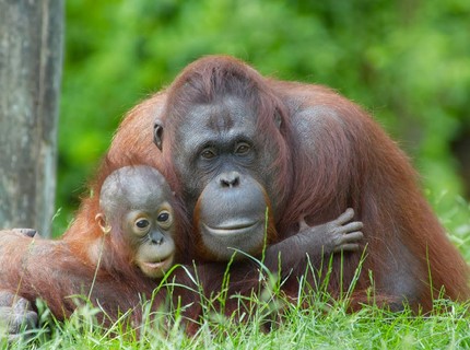 3 Tipe Persebaran Fauna di Indonesia Berdasarkan Wilayah