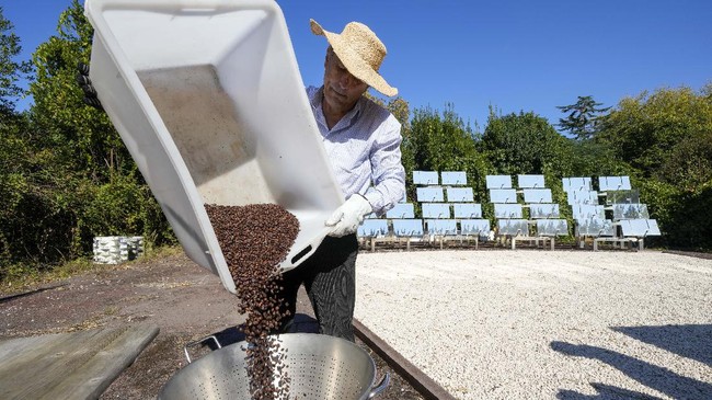 FOTO: Mencari Biji Kopi yang Terpanggang Matahari