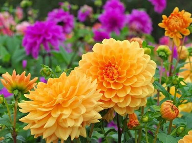 Cara Menanam dan Merawat Tanaman Hias Bunga Dahlia yang Cantik Memesona Menanam dan merawat tanaman hias bunga dahlia termasuk hal yang mudah. Simak caranya di sini, Bunda.