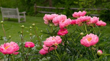 CARA MERAWAT TANAMAN HIAS BUNGA DAHLIA