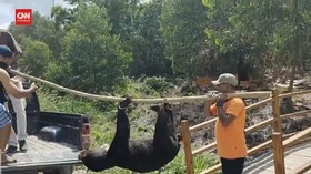 VIDEO: Beruang Madu Ditemukan Mati Terjerat