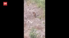 VIDEO: Kemunculan Harimau Sumatera di Perkebunan Sawit Aceh Selatan