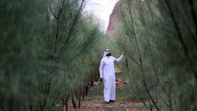 FOTO: Meracik Daun Kelor di Arab Saudi
