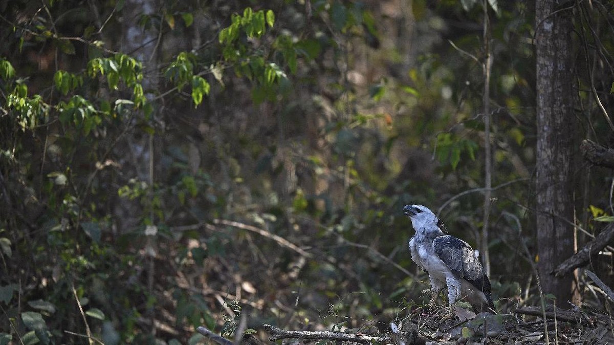 FOTO: Deforestasi Amazon Buat Jaguar dan Elang Kelaparan
