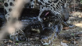 FOTO: Deforestasi Amazon Buat Jaguar dan Elang Kelaparan