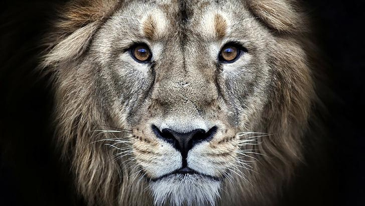 Bukan Singa, Ini Makhluk yang Paling Ditakuti di Hutan Afrika