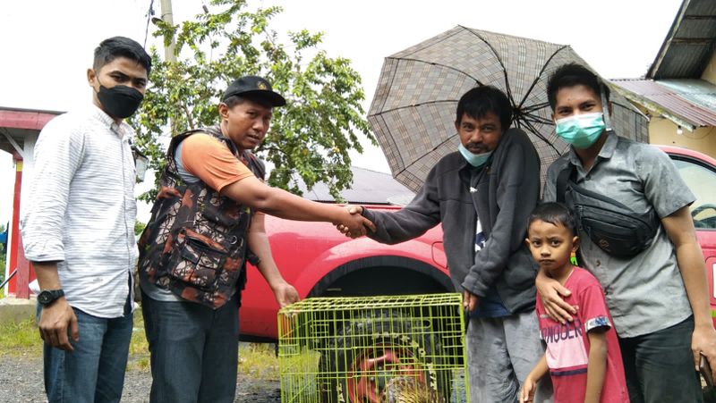 Dua ekor satwa langka dan dilindungi jenis Trenggiling (Manis Javanica) dilepasliarkan di kawasan hutan konservasi Suaka Margasatwa Malampah Alahan Panjang.