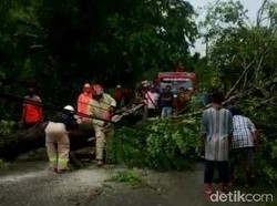 Biker Korban Luka Berat Tertimpa Pohon Meninggal Setelah Sempat Dirawat di RS