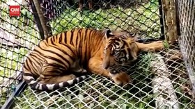 VIDEO: BKSDA Aceh Berhasil Tangkap Harimau Berkeliaran di Kebun Sawit