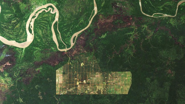 KLHK menyebut perbandingan foto hutan Papua merupakan lahan konsesi sawit PT Dongin Prabhawa di Kabupaten Merauke, Papua pada 2009. Konsesi ini diberikan pada era SBY.