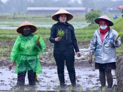 Analisis Pengamat Sosial soal Aksi Puan Tanam Padi Hujan-hujanan