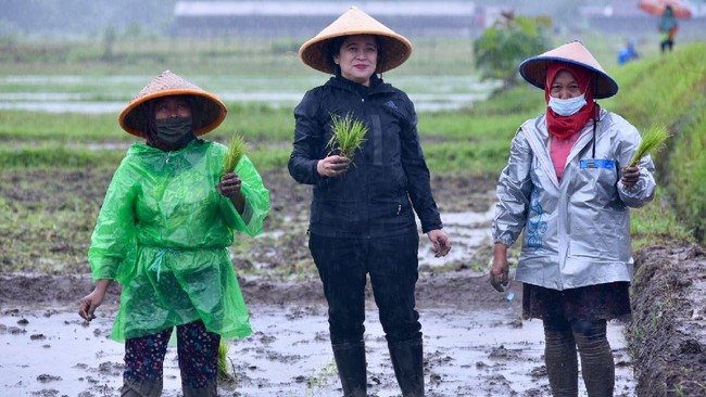 Susi Pudjiastuti mengomentari aksi tanam padi Puan Maharani di Sleman, Yogyakarta. Susi menyentil Puan. Katanya, petani tak biasanya menanam saat hujan turun.