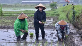 Puan Klaim Tanam Padi Maju Tiru Ibu-ibu Petani, Istilahnya Namju