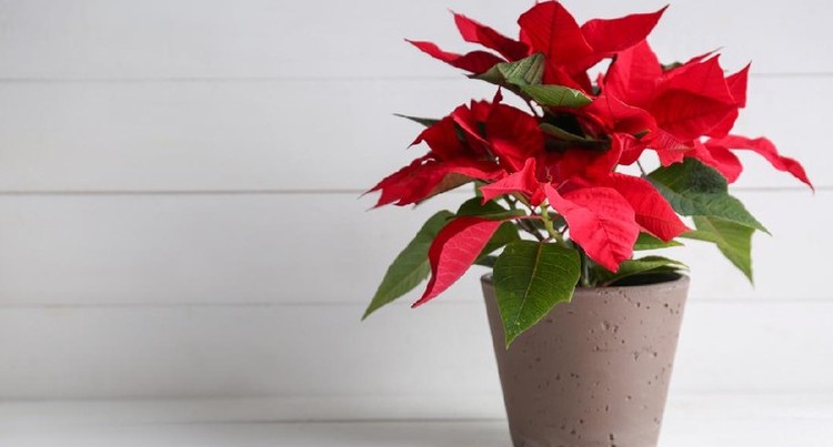 POINSETTIA, COLEUS, HINGGA SRI REJEKI. Bosan dengan jenis tanaman hias yang itu-itu saja, Bunda? Tanaman hias daun merah bisa jadi pilihan yang tepat untuk menambah koleksi. Cek selengkapnya di sini,