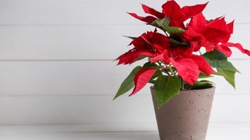 POINSETTIA, COLEUS, HINGGA SRI REJEKI.