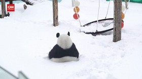 VIDEO: Girang Panda Raksasa Bermain di Tumpukan Salju