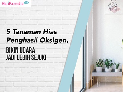 5 Tanaman Hias Penghasil Oksigen, Bikin Udara Jadi Lebih Sejuk!