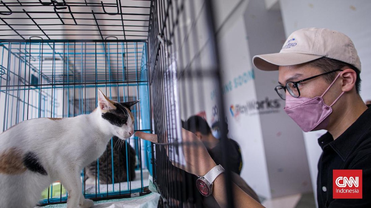 FOTO: Keseruan Pencinta Kucing di CatFest Senayan Park