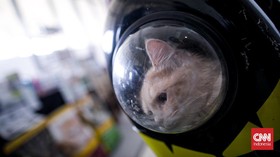 FOTO: Keseruan Pencinta Kucing di CatFest Senayan Park