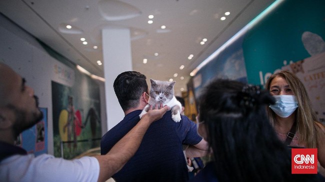 FOTO: Keseruan Pencinta Kucing di CatFest Senayan Park