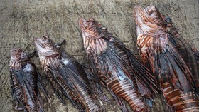 FOTO: Lionfish yang Kini Jadi Santapan Lezat di Venezuela