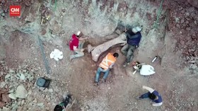 VIDEO: Arkeolog Temukan Fosil Dinosaurus Baru di Brasil