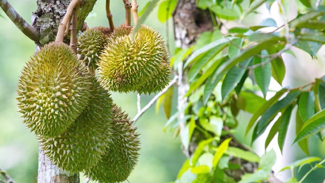 Thailand meluncurkan skema penjagaan kebun durian setelah komplotan perampok membobol kebun seorang petani dan mencuri hasil panen senilai 1 juta baht.