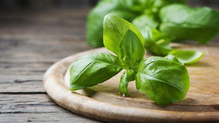Bunda bisa memiliki tanaman hias yang cantik sekaligus punya manfaat kesehatan, lho. Simak beragam jenisnya di sini, yuk.