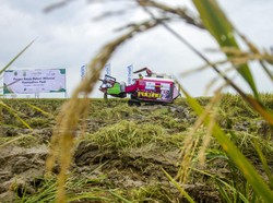 Petani Muda Hanya Tercatat 40 Persen, Sumsel Galakkan Brigade Pangan
