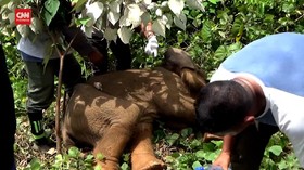 VIDEO: Belalai Anak Gajah Hampir Putus Terkenal Jerat di Aceh Jaya