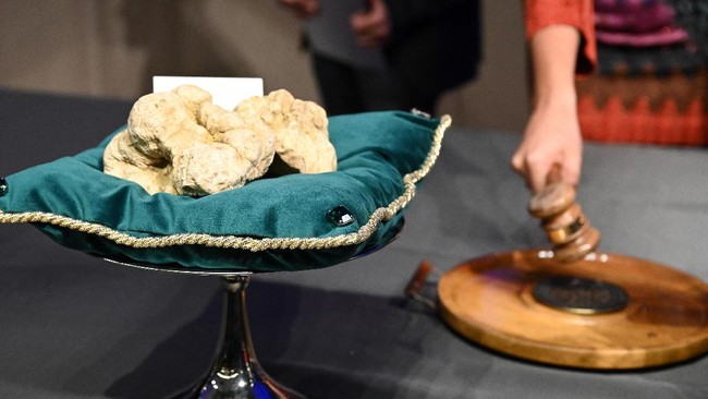 FOTO: Truffle Putih Besar Italia Laku Terjual Rp1,67 M