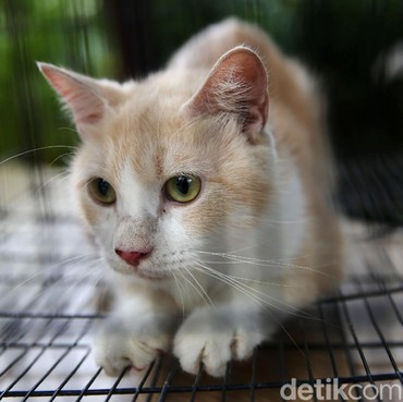 10 Ciri-ciri Kucing Jamuran, Benarkah Bisa Menular ke Manusia?
