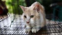 10 Ciri-ciri Kucing Jamuran, Benarkah Bisa Menular Ke Manusia?