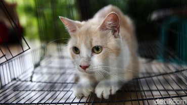 10 Ciri-ciri Kucing Jamuran, Benarkah Bisa Menular ke Manusia?
