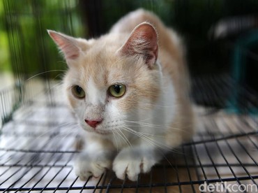 10 Ciri-ciri Kucing Jamuran, Benarkah Bisa Menular ke Manusia?