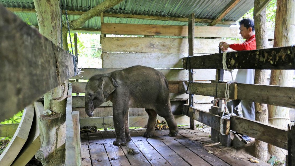 FOTO: Pilu Anak Gajah Liar Terjerat di Aceh
