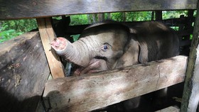 FOTO: Pilu Anak Gajah Liar Terjerat di Aceh