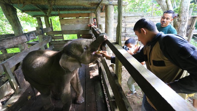 FOTO: Pilu Anak Gajah Liar Terjerat di Aceh